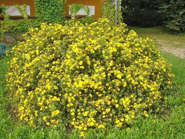 formation de buisson