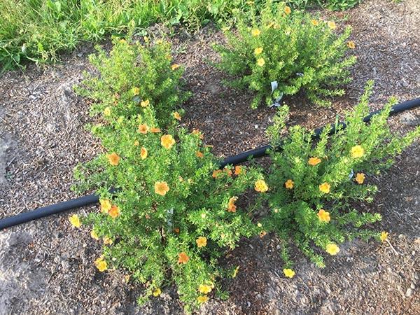 arrosage Potentilla arbuste