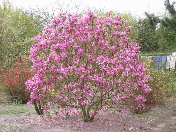 Cuidado de la magnolia