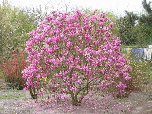 Soin Magnolia