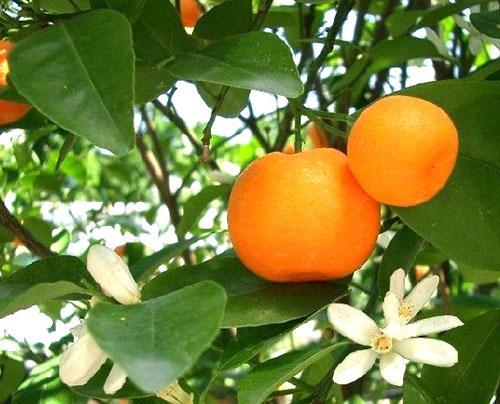 Mandarina en el alféizar de la ventana