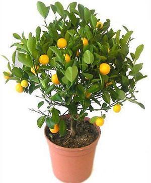 Árbol de mandarina de interior