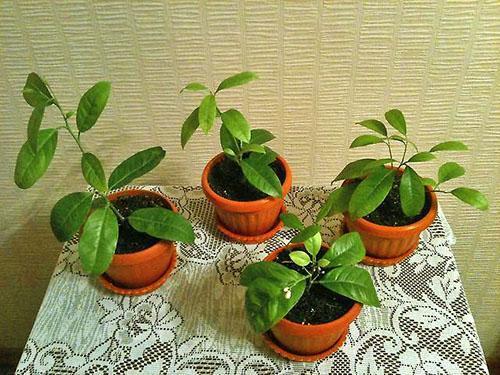 Mandarina joven de hueso