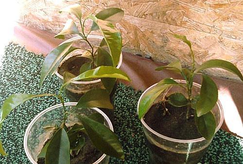Esquejes de enraizamiento de mandarina fructífera.