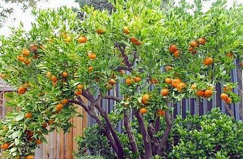 Mandarin dans les datchas du sud