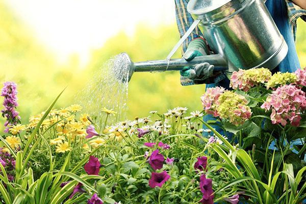 Riego de plantas perennes