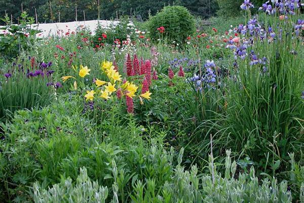 Los fertilizantes aplicados en la primavera garantizan la exuberante floración de las plantas perennes.