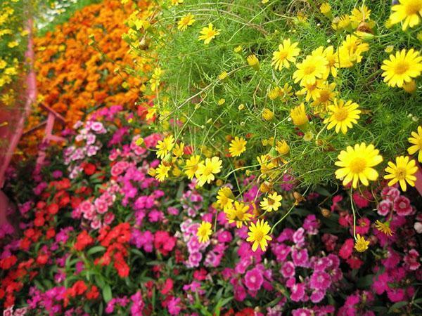 Los lechos de plantas perennes necesitan cuidados especiales.