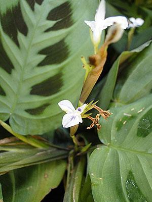 Floraison d'arrow-root tricolore