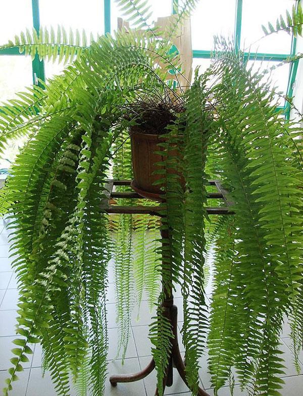 temperatura y humedad del aire para nefrolepis