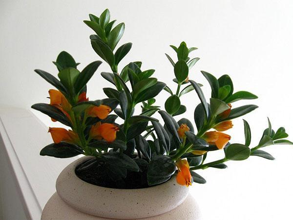 les jeunes fleurs de nématanthus