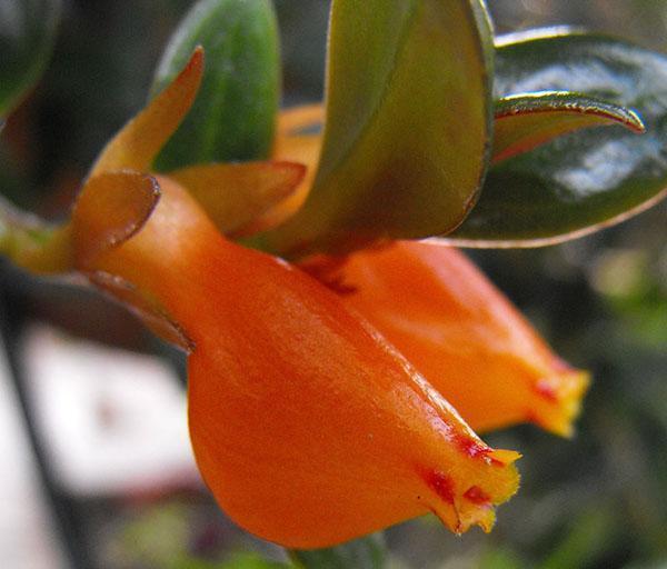 fleurs inhabituelles de nématanthus