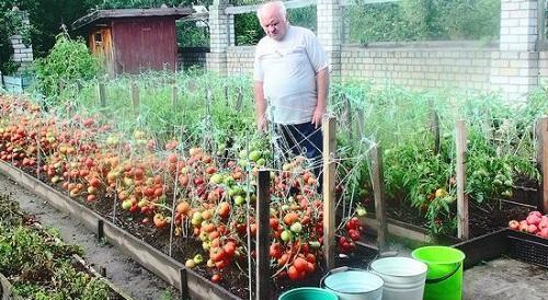 transformation de la tomate