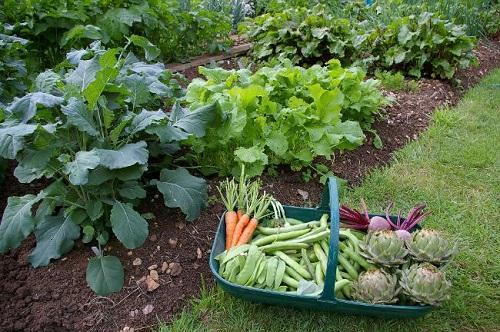 potager dans le potager