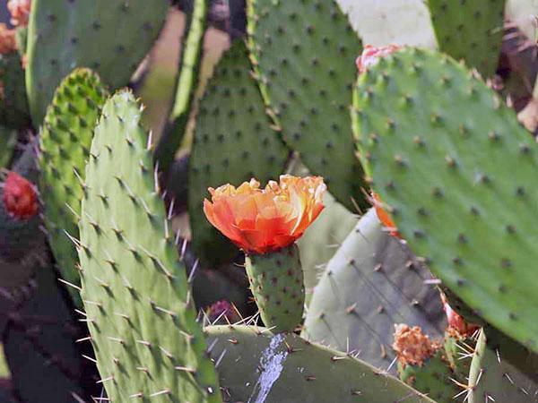 una planta grande necesita ser replantada