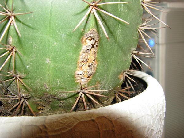 cactus endommagé