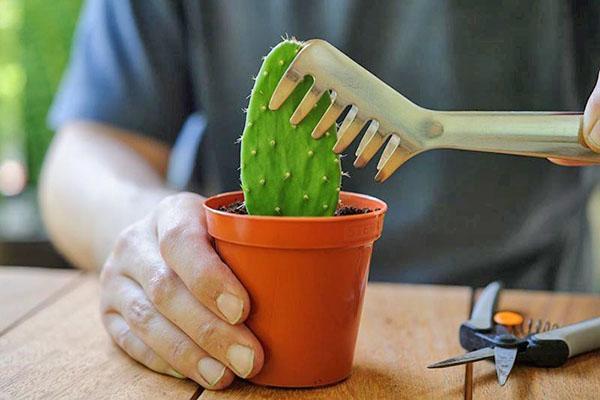 plantar tunas en una maceta