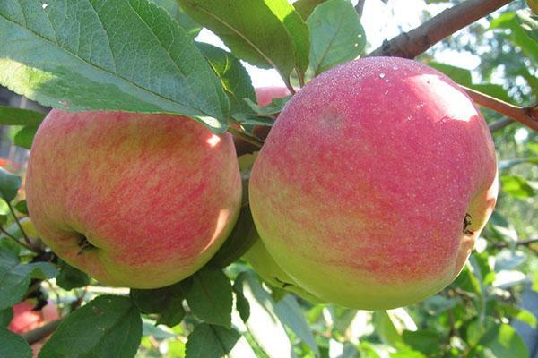 pommes dans le jardin