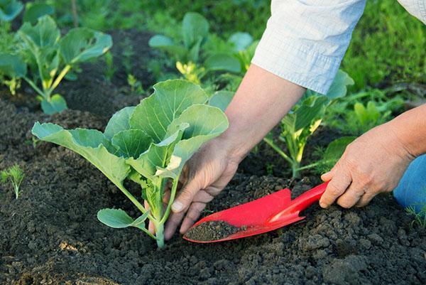 fertiliser les semis de chou