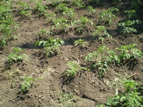 pommes de terre aux tomates