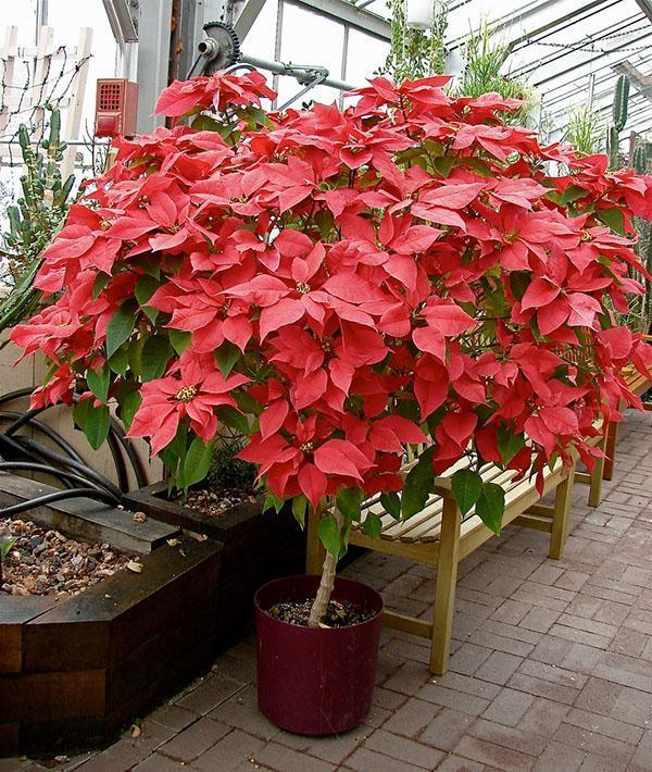 poinsettia en serre