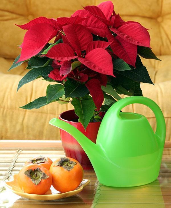 poinsettia en condiciones de interior