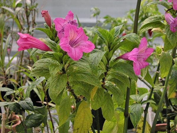 Ruelia grandiflorum