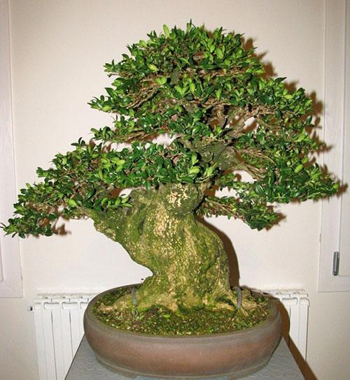 Bonsai de boj