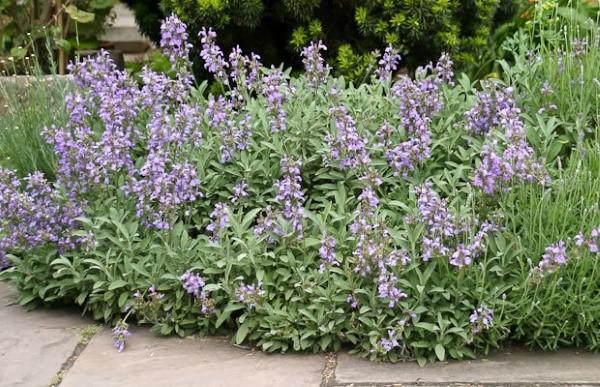 cuidado de la salvia