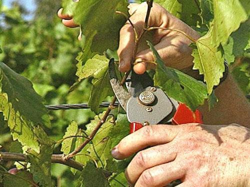 La taille d'été de la vigne