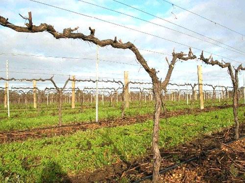 Les raisins sont prêts pour l'hivernage