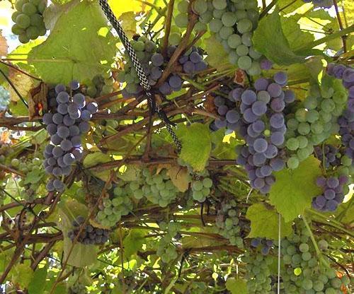 Vendanges en Sibérie orientale