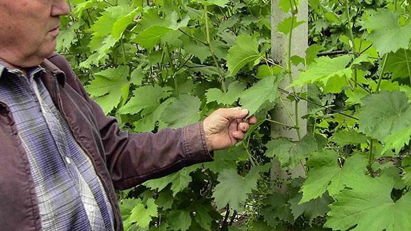travail à la vigne après la floraison