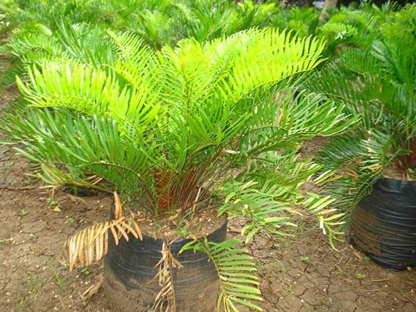 la planta necesita ayuda