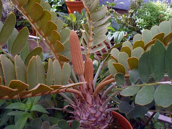 inflorescencia de zamia