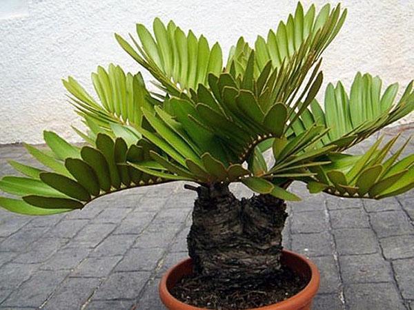 zamia enano