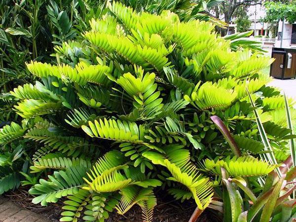 zamia florida