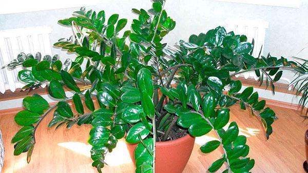 cuidar zamioculcas