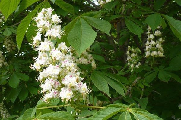 marronnier d'Inde en fleurs