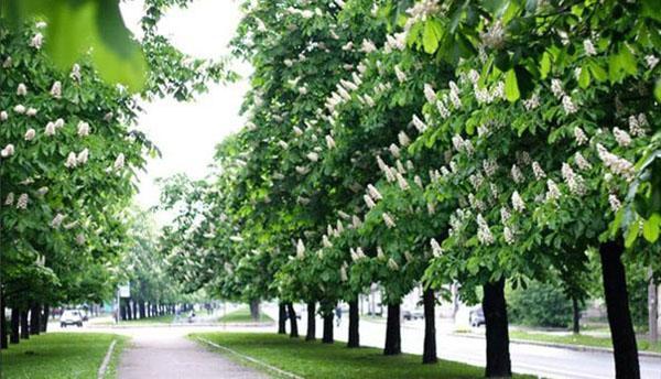 fleurs de marronnier d'Inde dans le parc