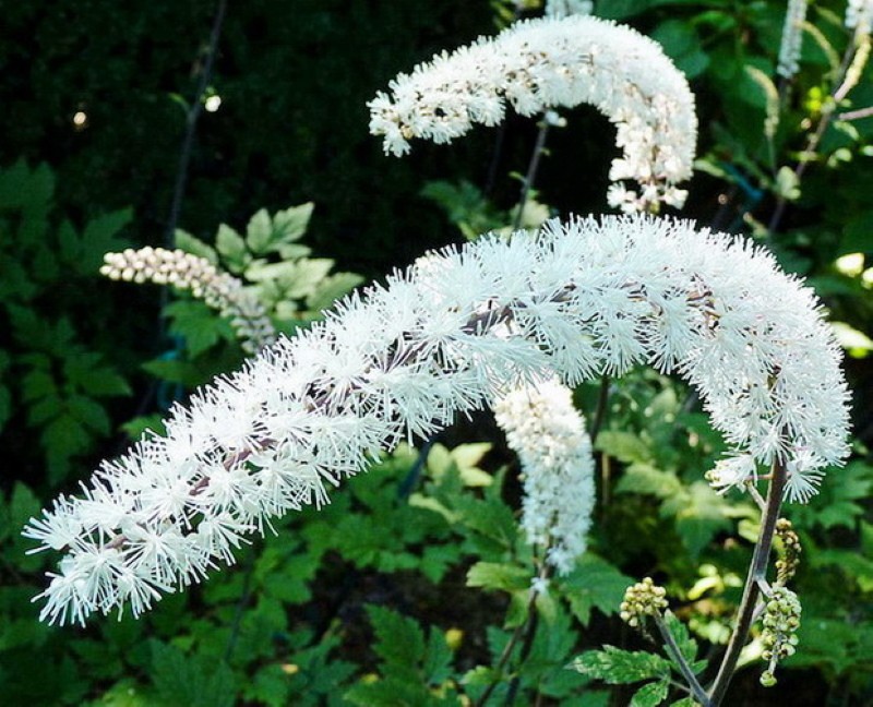 inflorescence d'actée à grappes noires