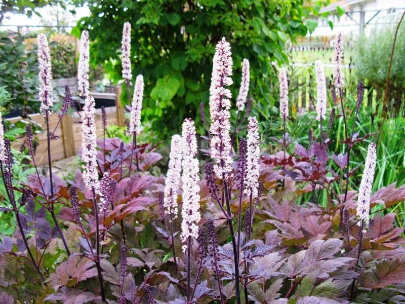 Plantación y cuidado de cohosh negro en campo abierto.