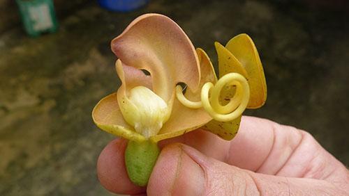 Fleurs de haricot caracal inhabituelles