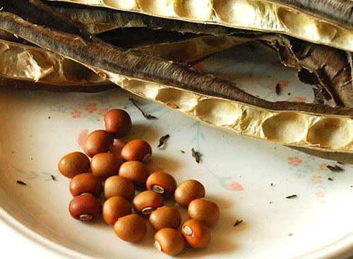 Semillas de frijoles alados