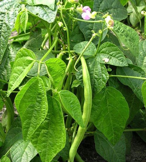Frijoles comunes (Phaseolus vulgaris)