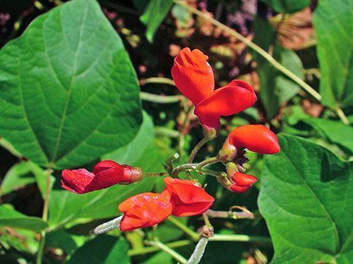 Frijoles turcos (Phaseolus coccineus)