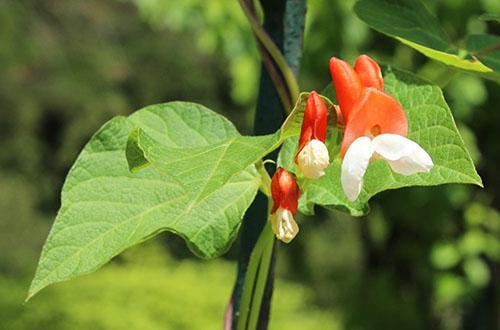 Frijoles ornamentales rizados en flor