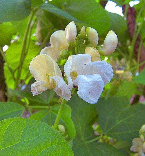 Fleurs de haricot décoratives blanches