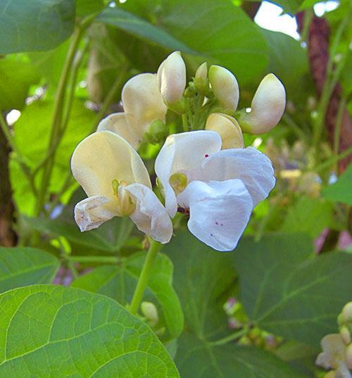 Flores de frijol blanco decorativo
