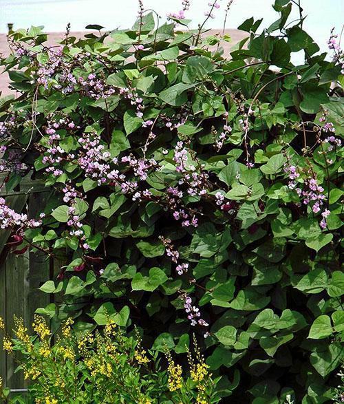 Frijoles ornamentales en el sitio.